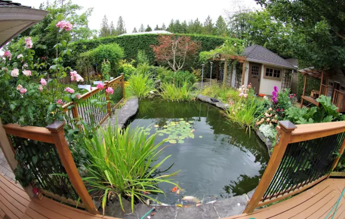 Season Proof Water Garden Delights That Fresh