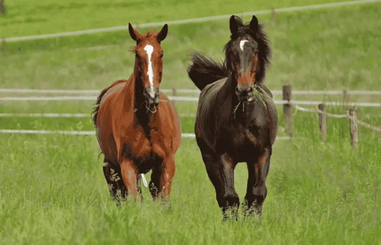 Laminitis in Horses Causes, Symptoms, and Early Warning Signs