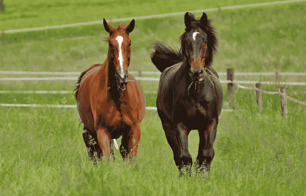 Laminitis in Horses Causes, Symptoms, and Early Warning Signs