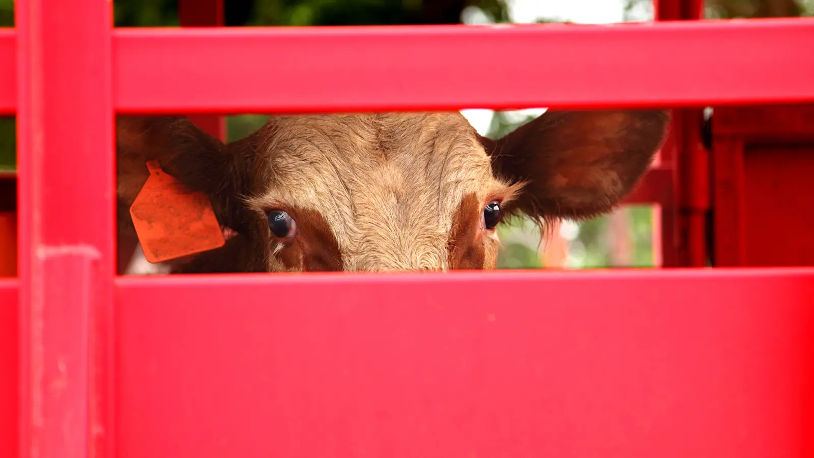 Finding the Right Trailer A Step-by-Step Guide to Cattle Trailers