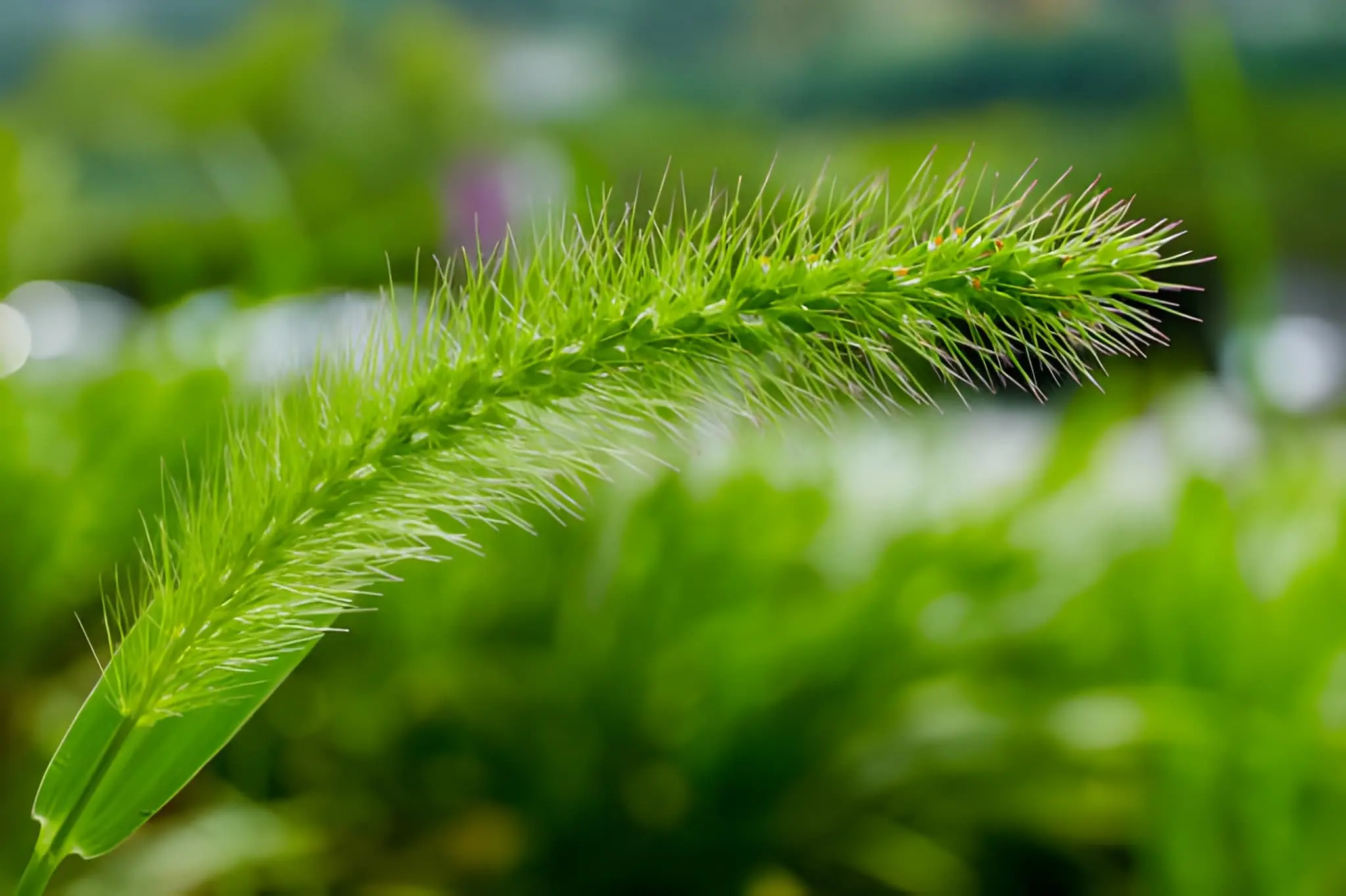 Foxtail Plant Benefits and Care Tips for Beginners